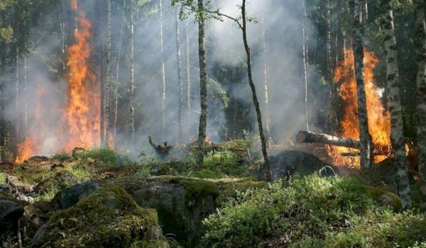 Kara za niszczenie przyrody | Aresztowani.pl