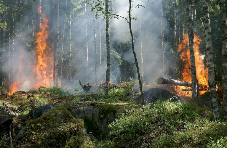 Kara za niszczenie przyrody | Aresztowani.pl